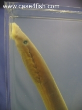 Foto Galerie/Petromyzontiformes/Lampetra fluviatilis/Lampetra fluviatilis_05_S.jpg